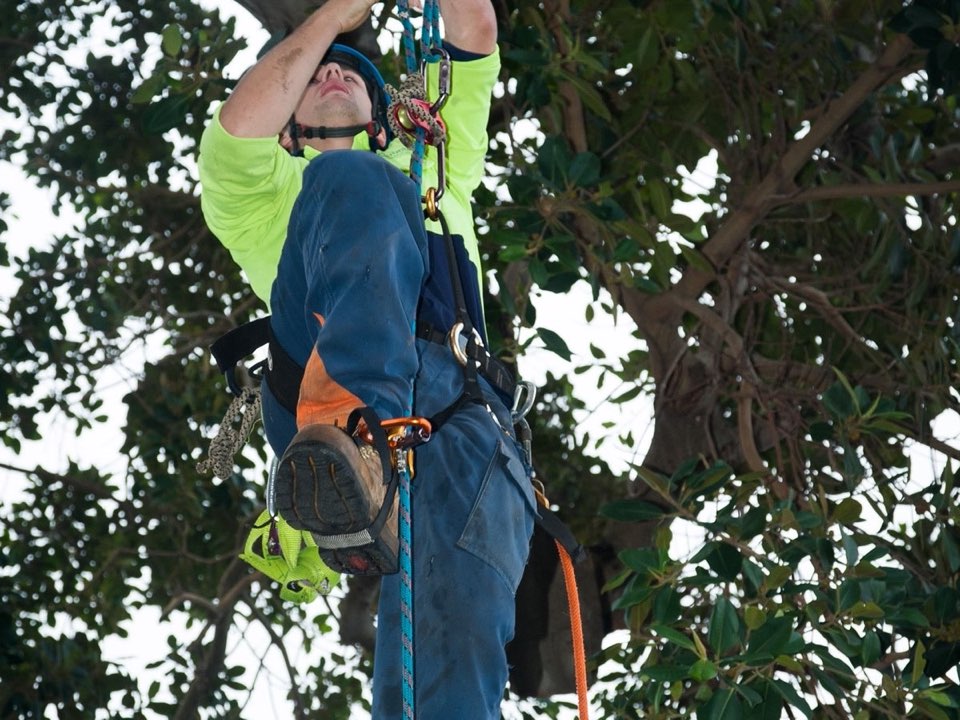Qualified arborist working in a mature tree during a property survey in Bridgend