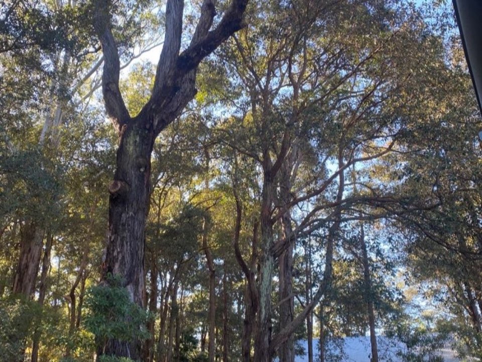 Mature trees in Bridgend parkland with a property visible in the background